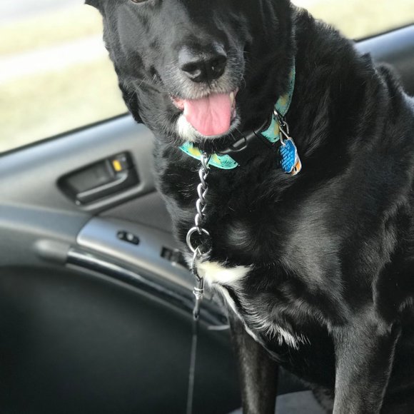 Meet Amanda - Picture 5 of 5